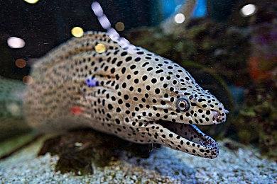 《牧场物语》新作《牧场物语 来吧！风之繁华集市》公开 8月28日发售